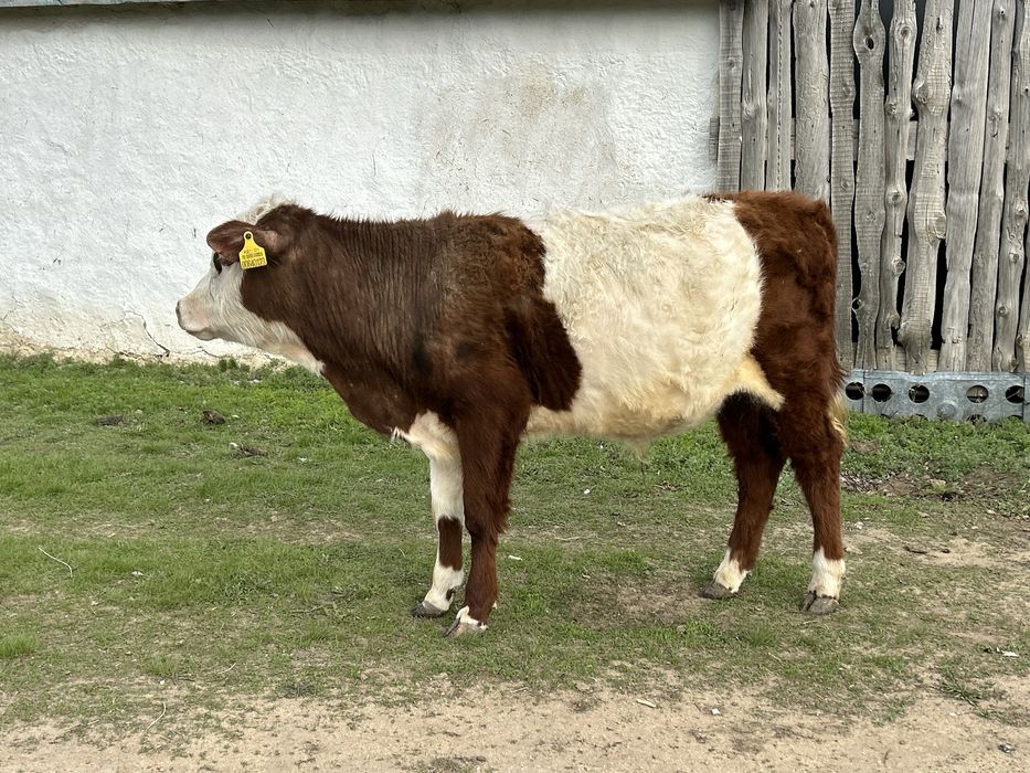 Тай бұқа сатылады