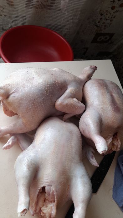 Куры бройлеры домашние мясо