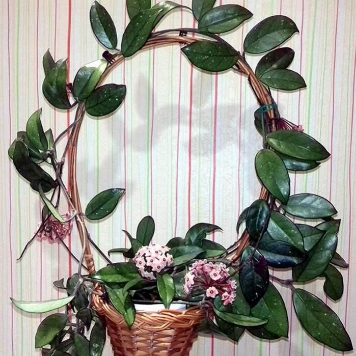 Бугенвилия цветущая