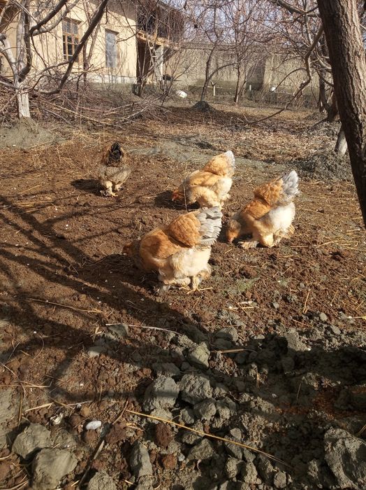 Brama paliviy bir para