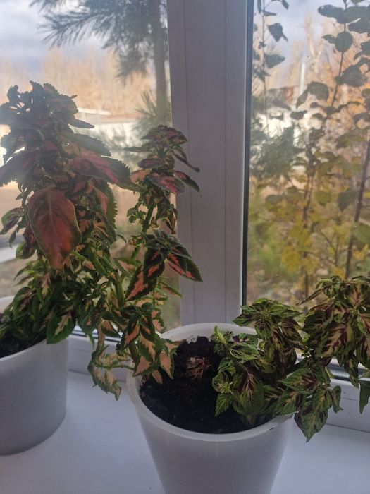 Продам колеус 4вида