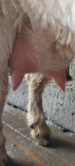 занен саунды ешкі сатылады