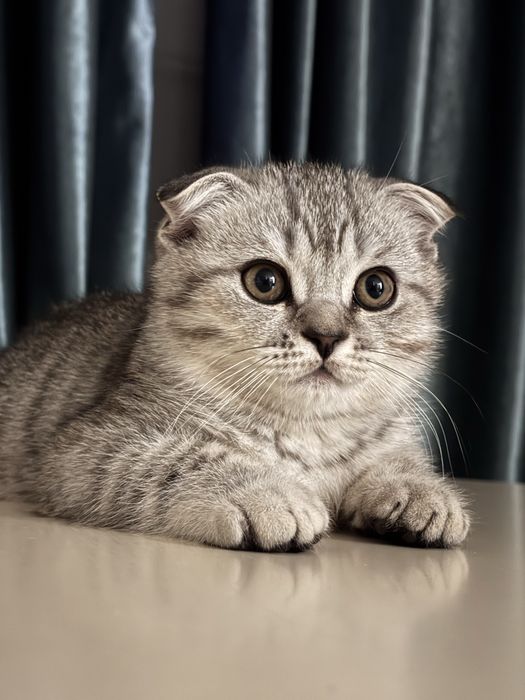 Шотландский котёнок мальчик продаётся