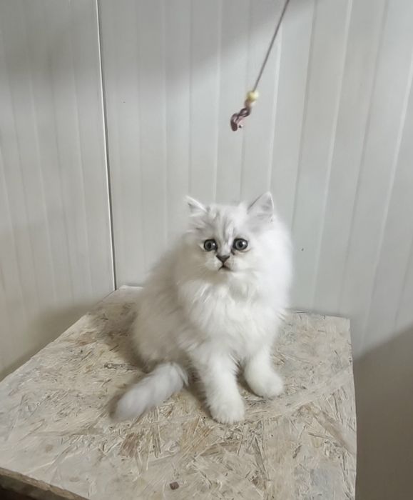 British chinchila silver longhair