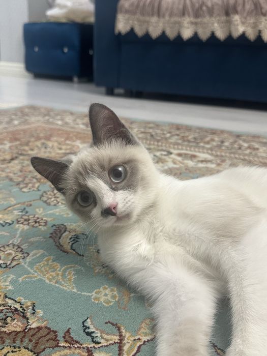 Котенок голубоглазая