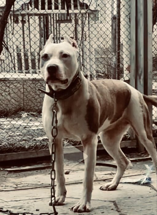 Щенки пит бультерьера XXL