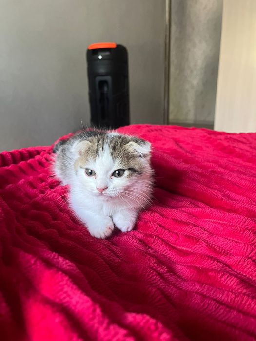 Котёнок около двух месяцев.