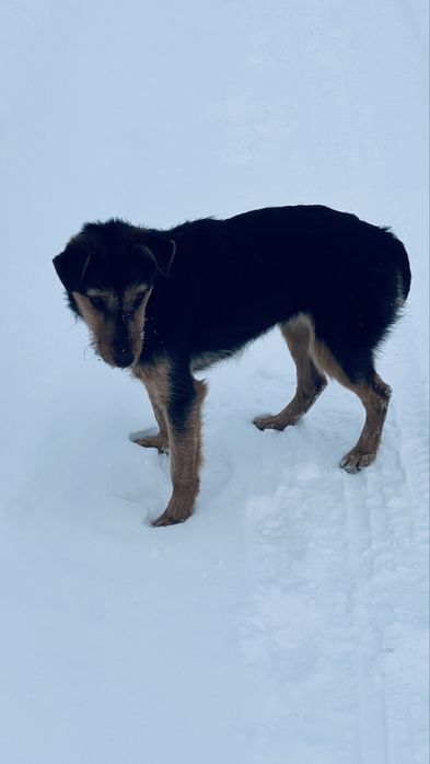 Метис ягтерьер и руский спаниель