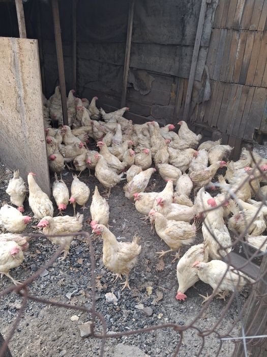 Куры несушки леггорн