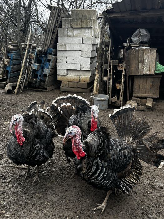 Curcani si curci de vanzare