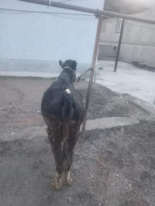 Кунажын сатылады жаксы