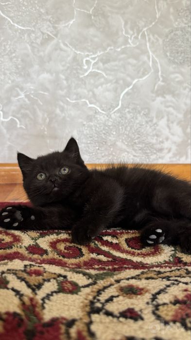 скоттиш страйт мушукчала