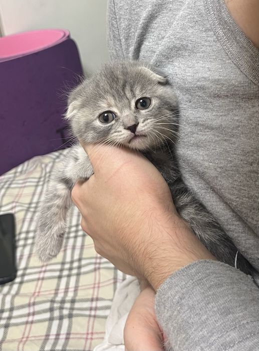 Продам шотладских котят