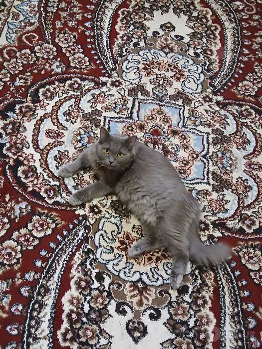 Nebelung zotli chiroyli kulrang mushuk sotiladi