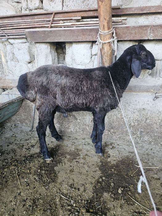 Qochqor sotiladi