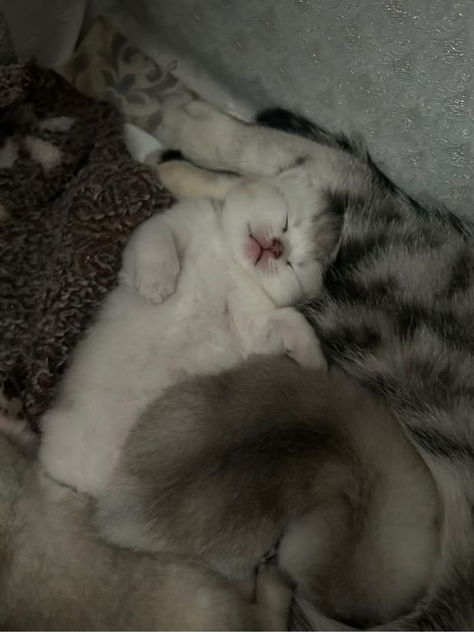 Уральск  котята шотланд