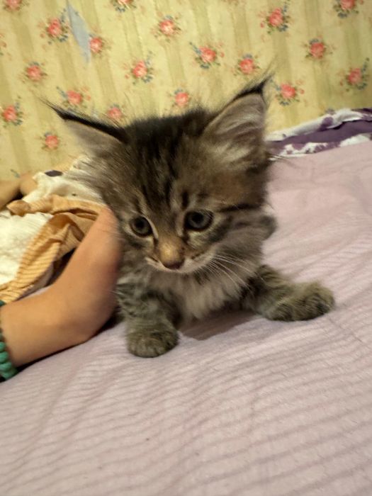 Котята в добрые руки!