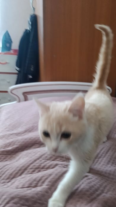 Продам Кошку турецкий ангора