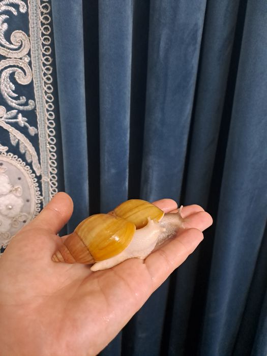 Улитка ахатин косметологический