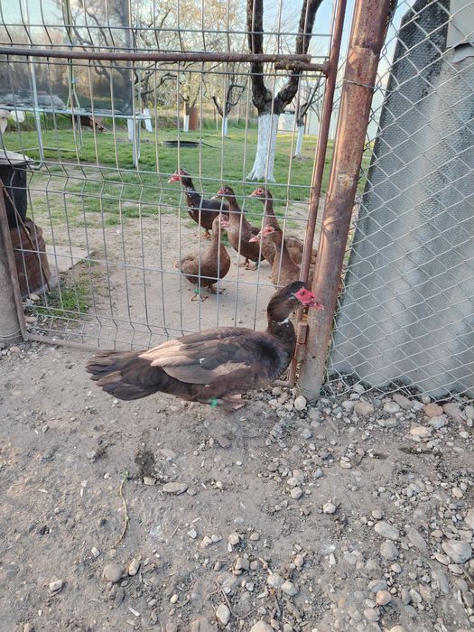 Rațe leșești ciocolatii