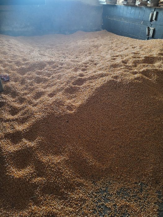 Vând baloți si grăunțe