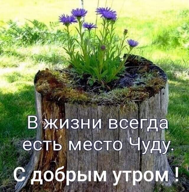 Стрижка ,кронирование изгороди,обрезка