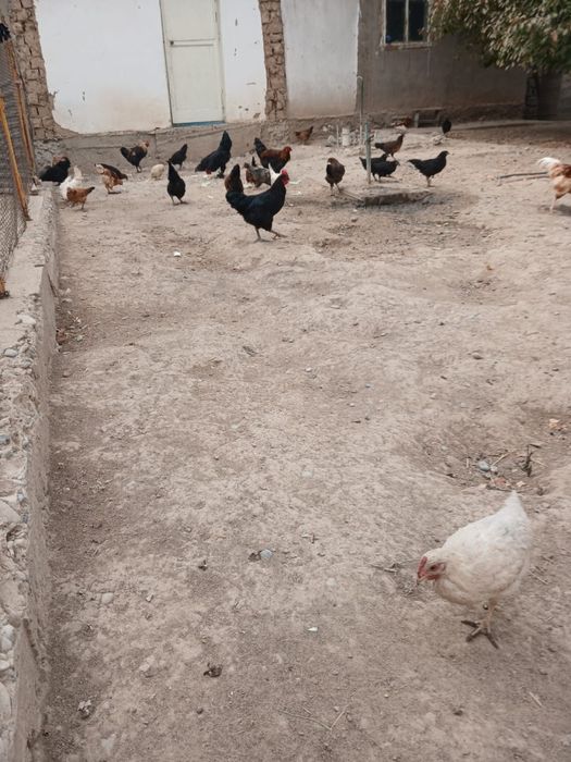 Тауыктар кораздар