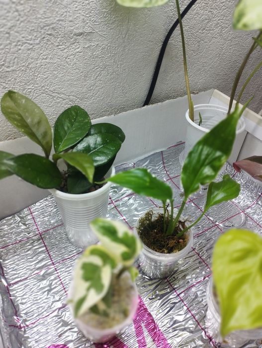 Продам комнатные растения