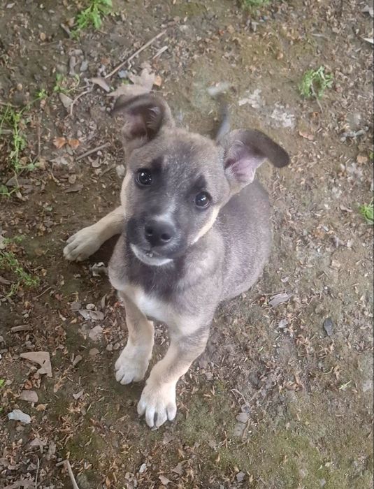 Собачка даром отдадим