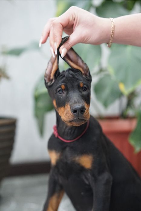 Щенок добермана кобель