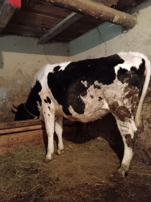 Vând doua junici holstein gestante