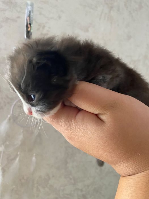 Здоровые котята и коты