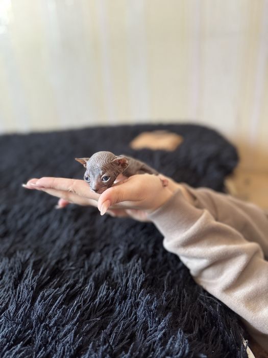 Продаются котята сфинкс