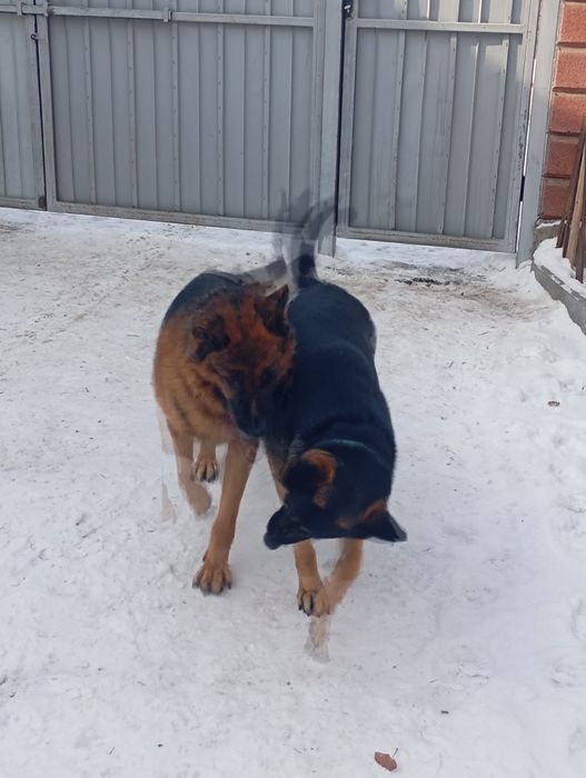 Продаю немецких овчарок