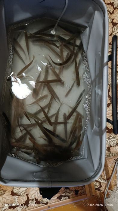 Продам живца ,.,