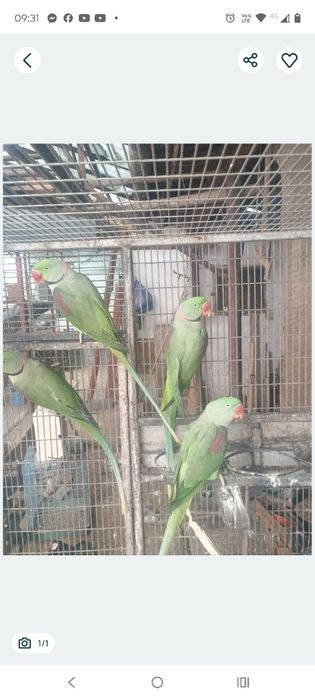 Schimb Marele Alexandru