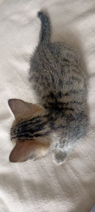 Котенок в добрые руки