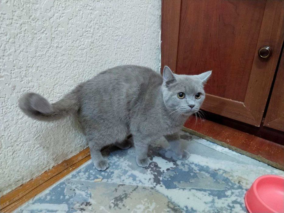 Срочно Продаётся британец