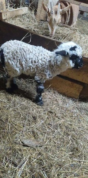 De vânzare o oaie cu o miala