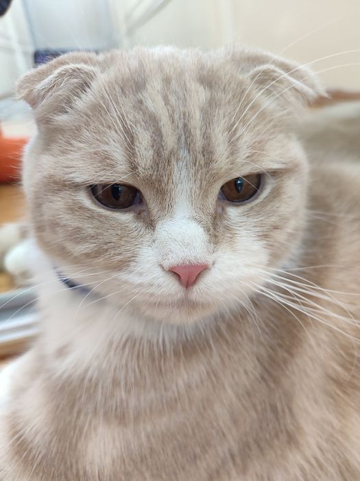 Scottish fold sotiladi