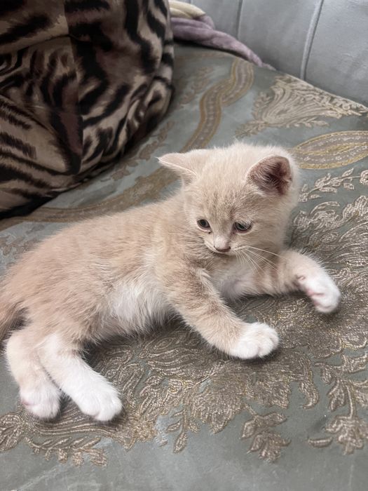 Котятки ищут хозяев