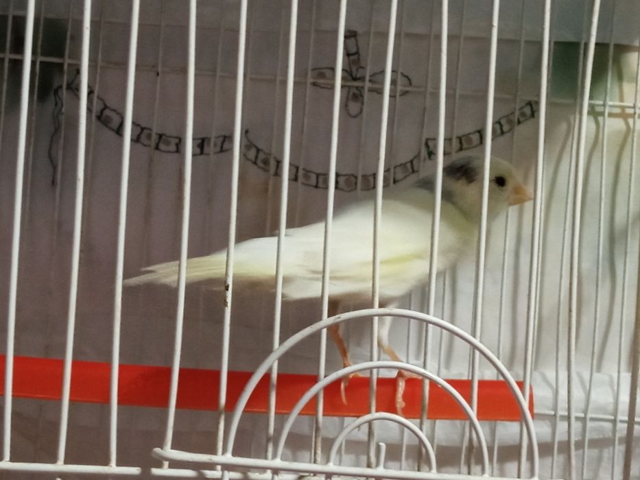 Канарекалар.сотилади