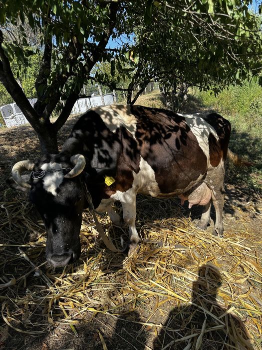 Vand vaca holstein