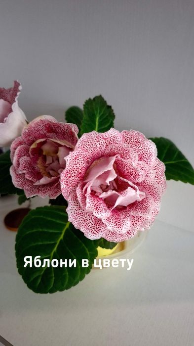 Глоксинии сортовые.Лист на срез