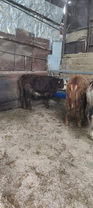 Продам бычка гелефорд и телочки