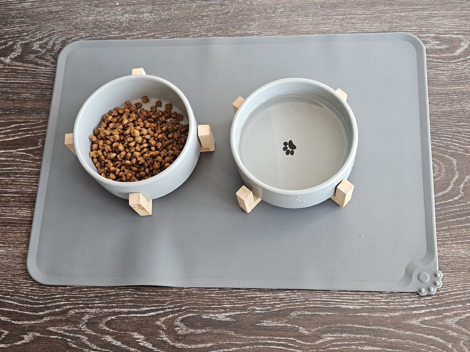 Motan Exotic shorthair