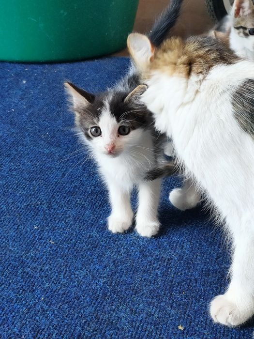 Отдаем котят в добрые руки