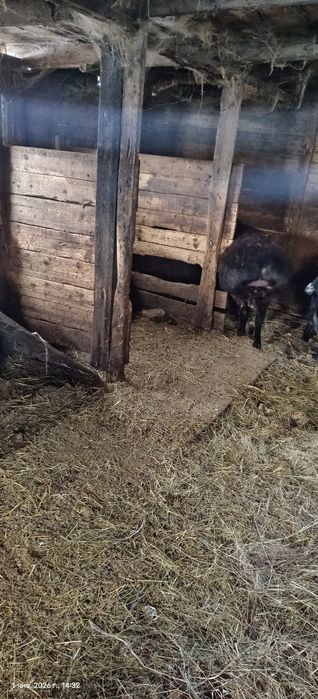 продам кошкара Гиссарского