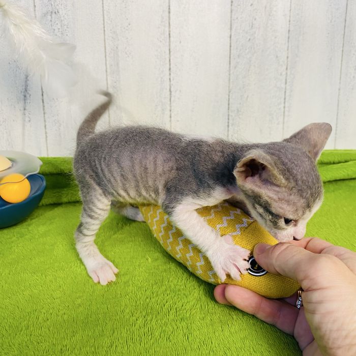 Котик донской сфинкс