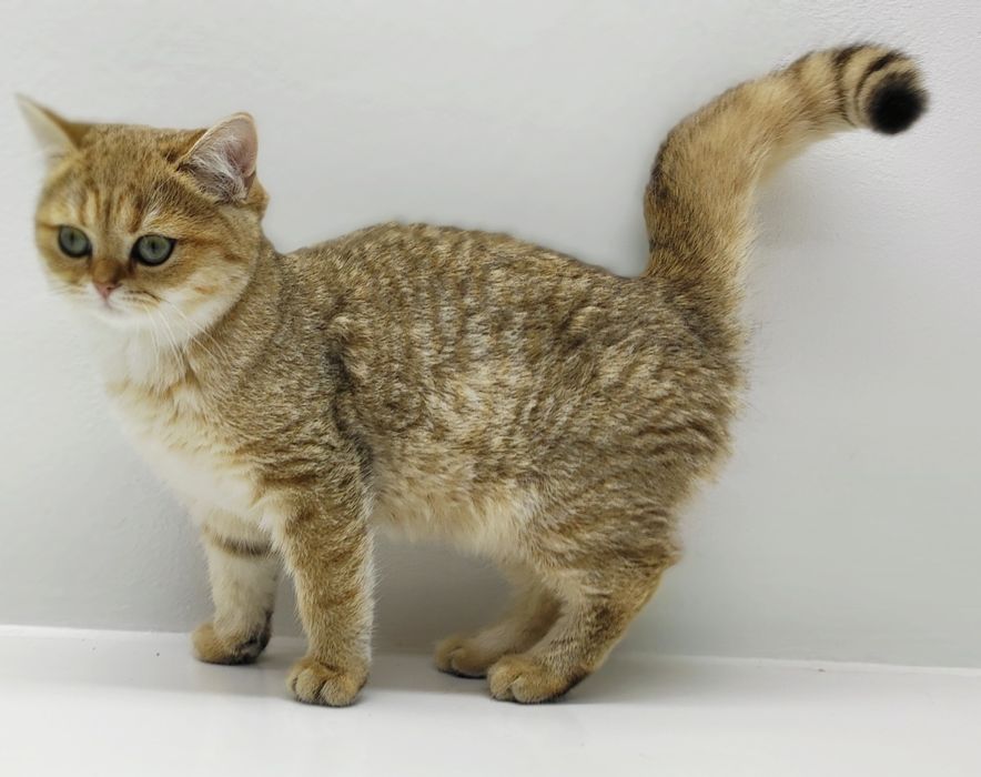 Британские кошечки 3 мес.привиты